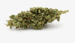 Blue Cookies - - Cookie