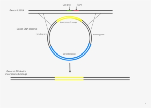Donor Plasmid Assembly For Insertion Of A Fluorescence - Hdr Plasmid