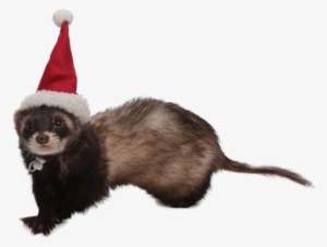 Animal Haikus - Animal In Santa Hat