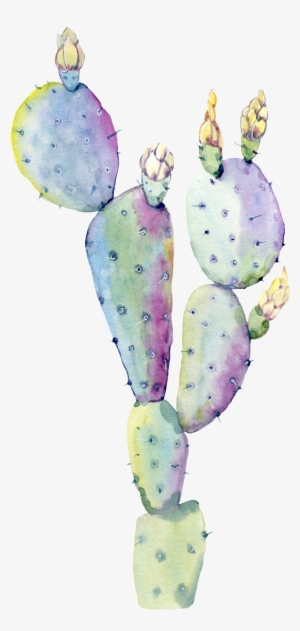 Cactaceae Watercolor