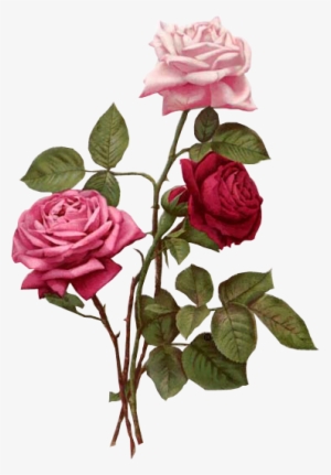Flores Vintage Png - Roses Wall Calendar