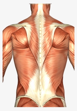 Chiropractic Dr Kertz Musclesoftheback - Barbell Good Morning Muscles Worked