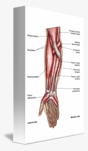 Muscles That Act On The Anterior Forearm - Upper Arm Muscle Unlabeled