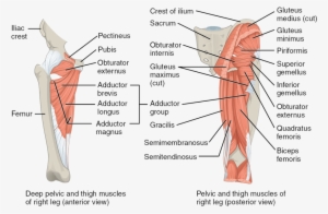 The Muscles Of The Posterior Thigh - Mouse Pelvic Limb Muscle