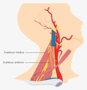 Fig 1 The Scalene Muscles - Illustration