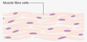 File Diagram Of Muscle Cells Cruk Wikimedia - Illustration - 2000x1088 ...