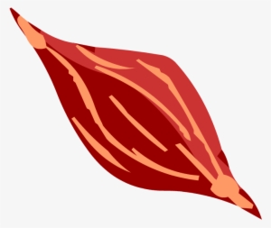 Muscles - Muscle Cell Png