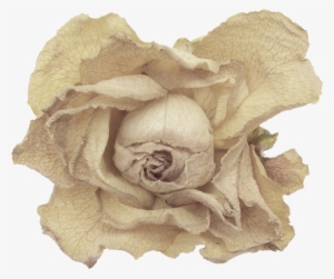 Goth-014 - Garden Roses