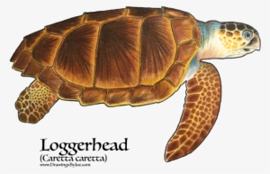 7 Types Of Turtles In The World