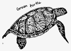 This Free Icons Png Design Of Green Turtle