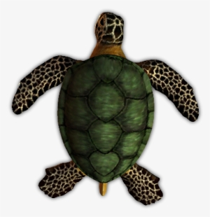 24 Mar 2009 - Dundjinni Turtle