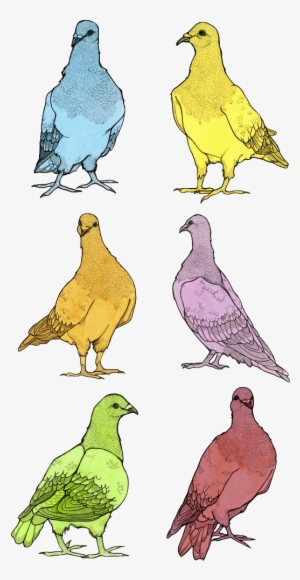 Pigeons, Watercolor & Graphite On Rives Bfk, 5 X 7" - Stock Dove