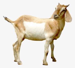 Alpine Coaster Pigeon Forge Tn - Side View Goats Png