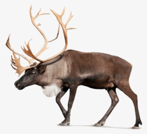 Free Png Moose Png Pic Png Images Transparent - Antler