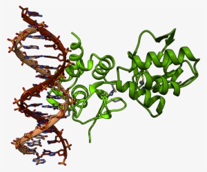 Chimera Render Of Smad4 Protein From Pdb 5mez - Mothers Against Decapentaplegic Homolog 4