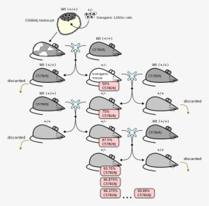 243 × 240 Pixels - Backcrossing Mice