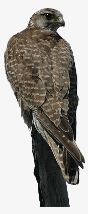 Falco Cherrug, Aquila Nipalensis - Saker Falcon