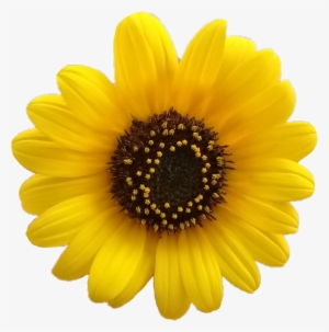 Flower Flores Girasol Girasoles - Yellow Flower Aesthetic Png