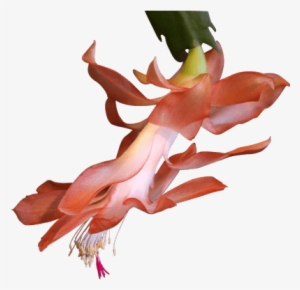 Exotic Plant - Planta Exotica Png