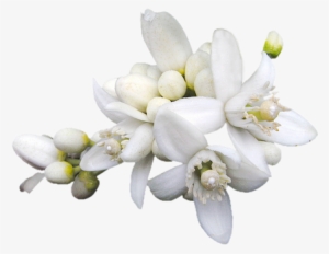 Azzahár Includes Remains Of The Roman Wall, First Century