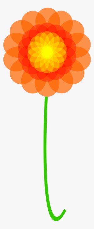 Big Image - Barberton Daisy