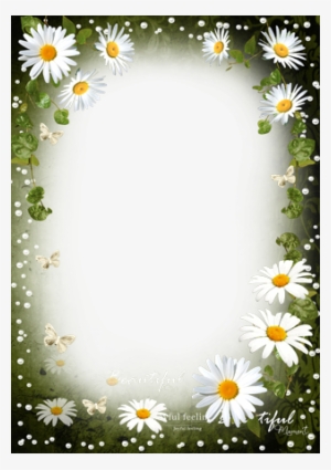 Tenderness Of White Daisies