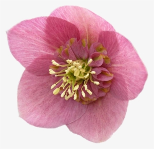 Flores Png, Buena Calidad, Resolucioon, Para Diseño - Hellebore
