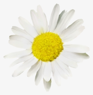 Flores Png Margaritas - Daisy Png