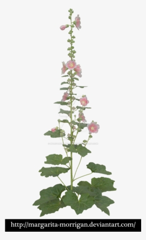 Alcea By Margarita-morrigan - Malva