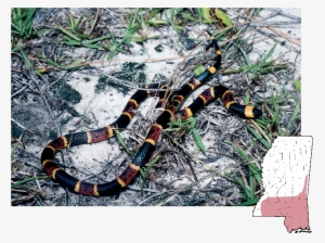 Coralsnake Micrurus Fulvius
