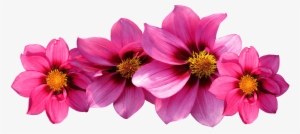 Types Flower Names Pictures - Note Cards (pk Of 20)