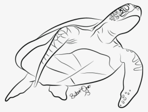 Drawn Sea Turtle Line Drawing - Sea Turtle Line Art