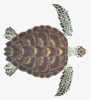 Loggerhead Top1 - Sea Turtle From Top