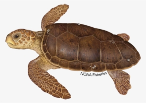 Turtle Olive Ridley - Loggerhead Sea Turtle