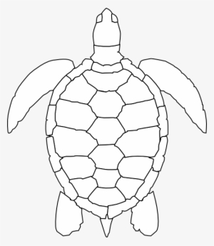 Turtle Shell Pattern Drawing