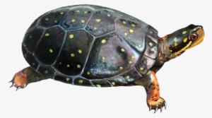 Emily Dustman - Rhode Island