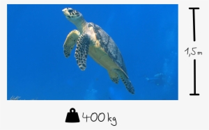 Some Selected Facts About Sea Turtles - Sea Turtle