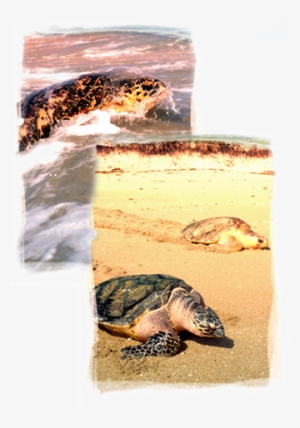 Learn About Sea Turtles Remarkable Marine Reptiles - Seaworld Parks & Entertainment
