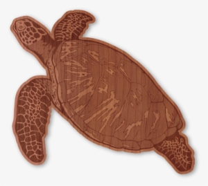 Hawksbill Sea Turtle