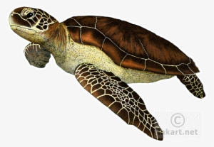 Jpg Royalty Free Green Chelonia Mydas Line Art And - Green Sea Turtle Throw Blanket