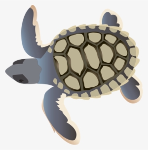Natator Depressa - Sea Turtle Hatchling Cartoon