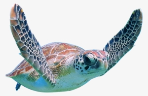 Afternoon Boat Charter Cruise To Turtle Town - Cruise Ship