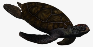 Image - Sea Turtle Gif Clear Background