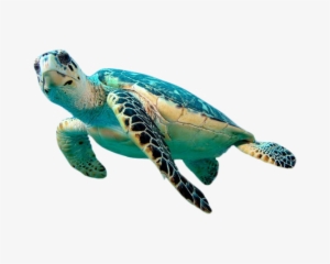 Sea Turtle Png Transparent Image - Hawksbill Sea Turtle Png