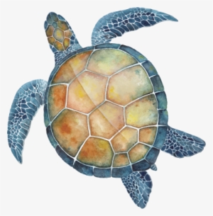 All Of Our Efforts As A Social Enterprise Are Intended - Hawksbill Sea Turtle