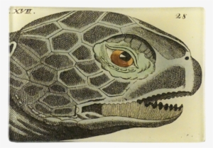 Sea Turtle 17 - Sea Turtle