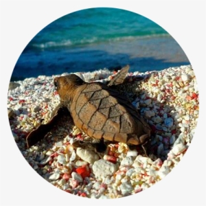 Be Clean - Ecosystem