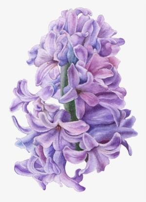 Hand Drawn Hyacinth Flower Png Transparent - Hyacinth Illustration