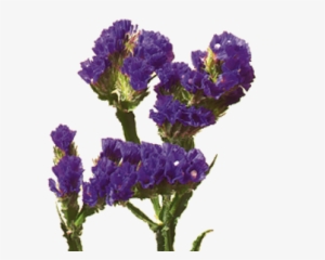 Statice - Statice Flower
