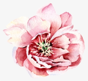 Pink Watercolor Hand Painted Flowers Transparent - Portable Network Graphics